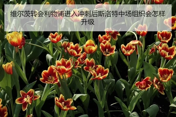 维尔茨转会利物浦进入冲刺后斯洛特中场组织会怎样升级